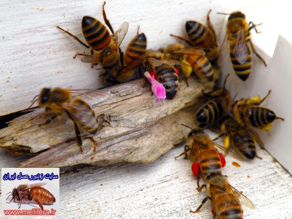 نقش ويتامينها در پرورش زنبورعسل